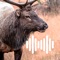 Icon Hunting Calls: Elk