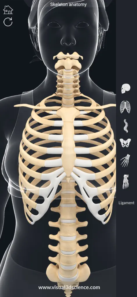 My Skeleton Anatomy - Medical App | MWM