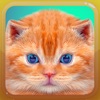 Cat Kitten Meow Sound Board icon