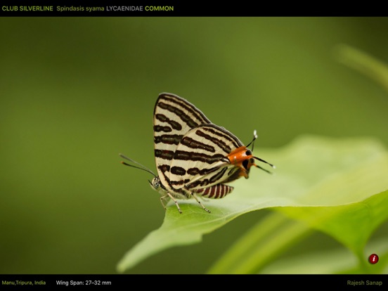 Screenshot #6 pour Butterfly eGuide