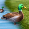 Real Duck Life Simulator 3D icon