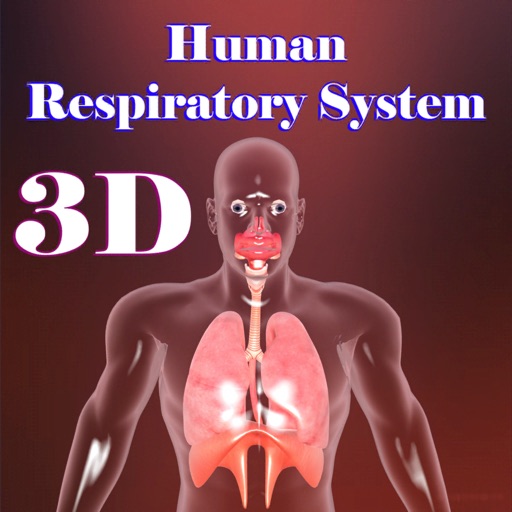 Human Respiratory System