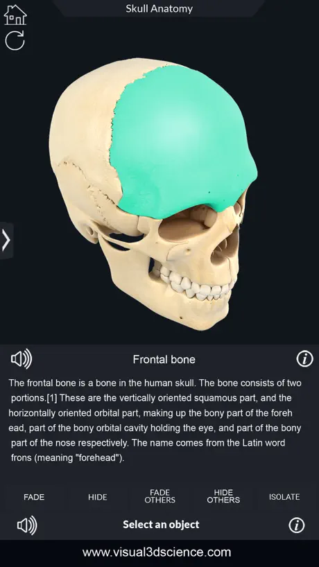 My Skull Anatomy