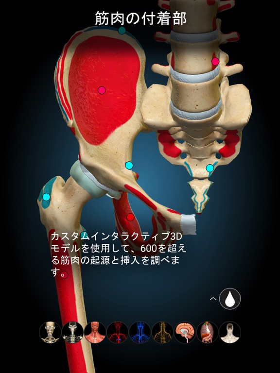 Anatomy Learning - 3Dアナトミーのおすすめ画像4