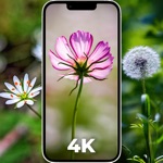 Download Flower Wallpapers 4K - HD app