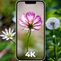 Flower Wallpapers 4K - HD app download
