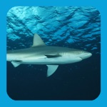 Download EGuide to Sharks and Rays app