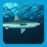 EGuide to Sharks and Rays App Support