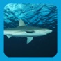 EGuide to Sharks and Rays app download
