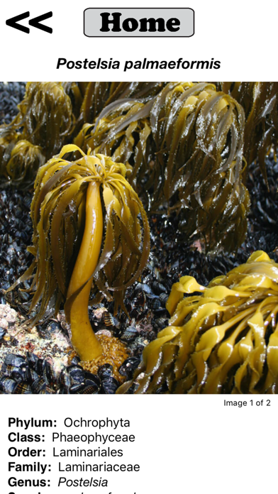 Seaweed Sorterのおすすめ画像4