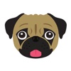 Pug Math icon