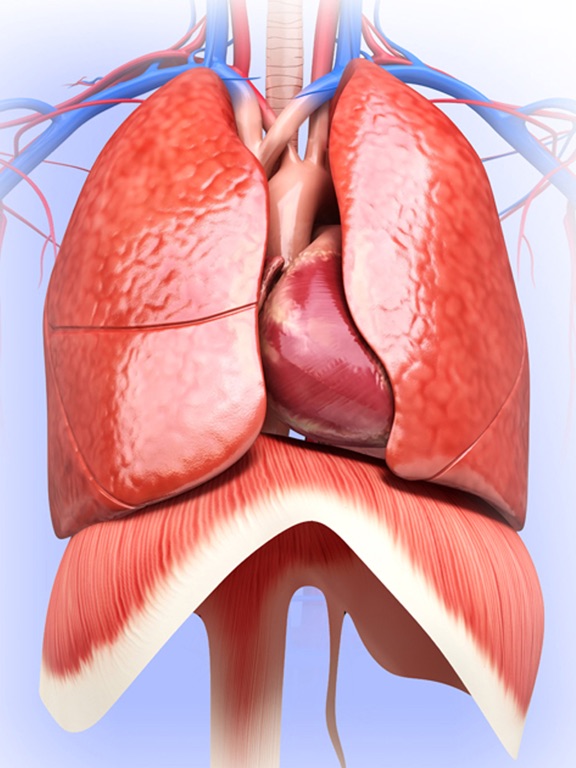 My Respiratory System Anatomy iPad screenshot