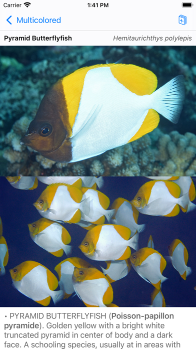 Tahiti Fish ID Screenshot