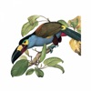 Birds of Ecuador - Field Guide icon