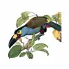 Birds of Ecuador - Field Guide App Feedback