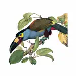 Birds of Ecuador - Field Guide App Contact