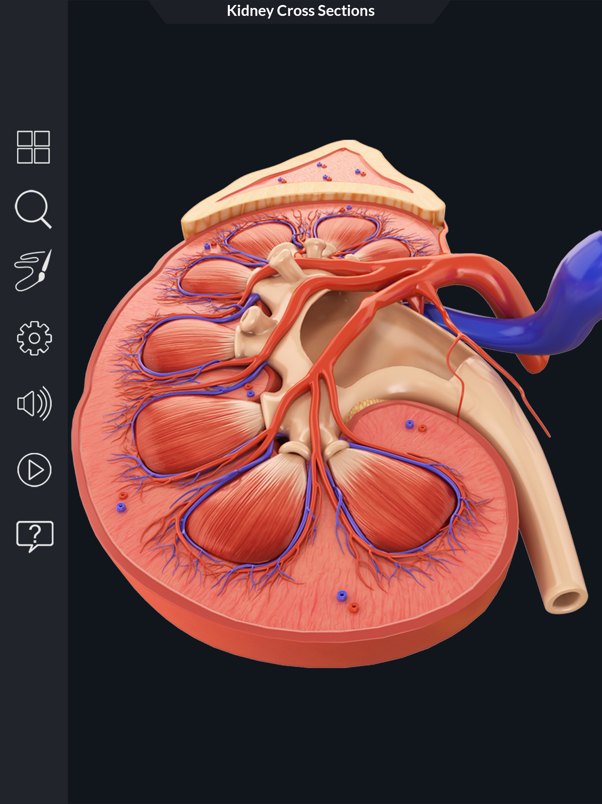 Urinary System screenshot 12