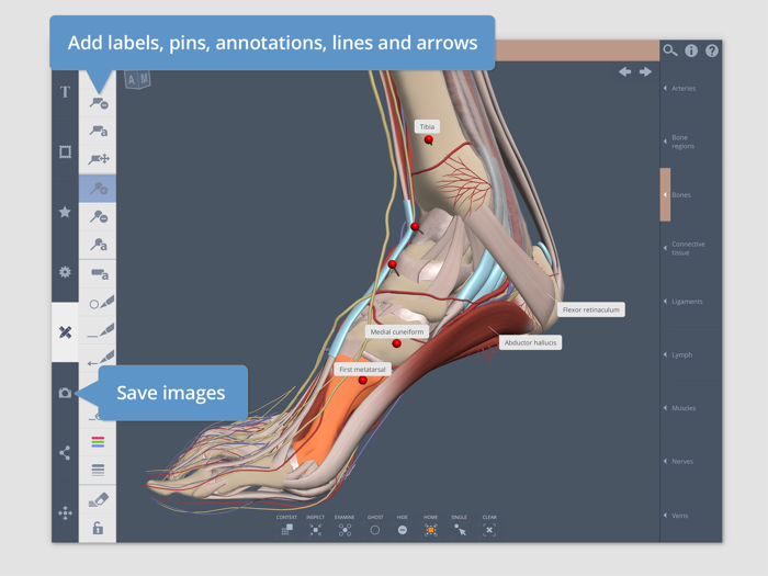 Primals 3D Leg Ankle and Foot