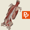 Primal's 3D Spine - Pharma Intelligence UK Ltd