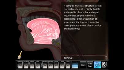 Fricatives Screenshot