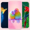 Birds live Wallpaper - 4k icon