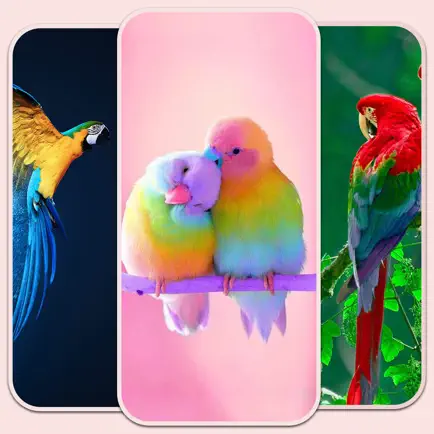 Birds live Wallpaper - 4k Cheats