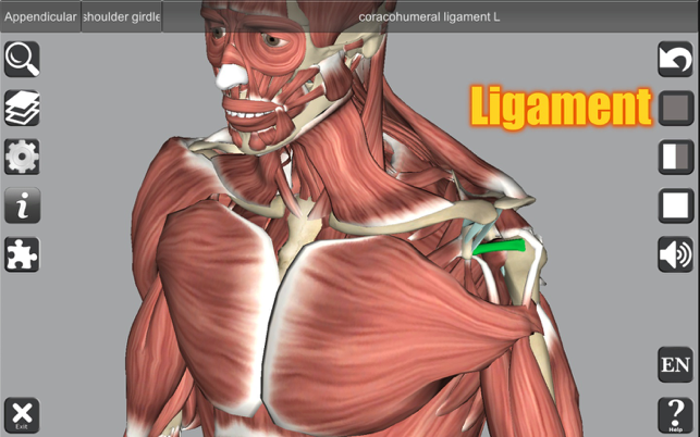 Captură de ecran de anatomie 3D