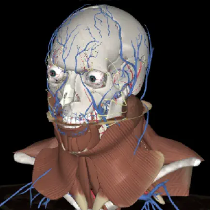 3Dissect Head and Neck Читы
