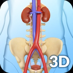 Urinary System