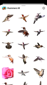 Hummingbirds - Medium (Retina) screenshot