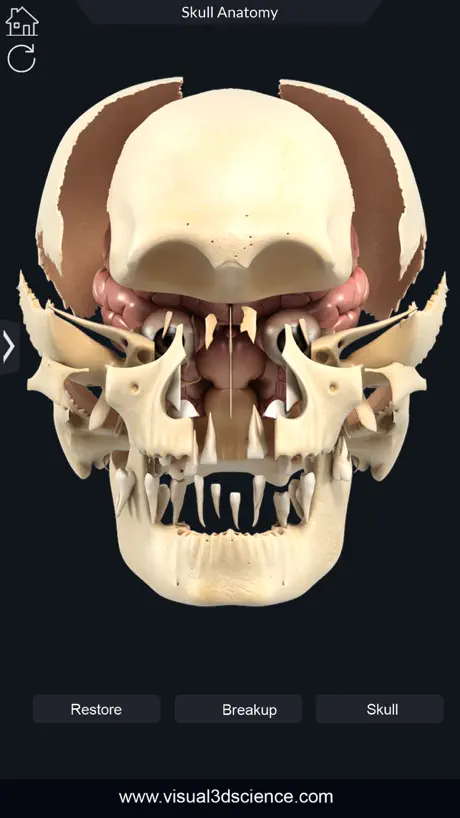 My Skull Anatomy