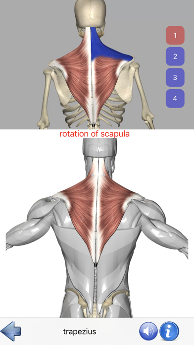 Visual Anatomyのおすすめ画像4