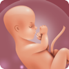 Pregnancy app uk: Calendar - Asad Ahsan