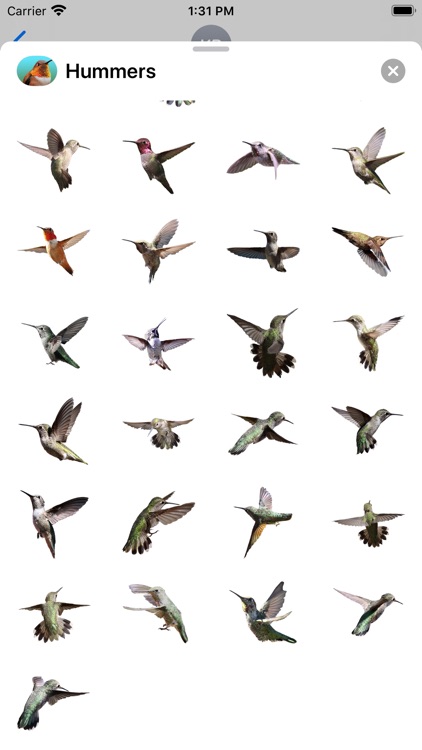 Hummingbird Sticker Pack