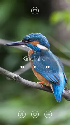 Bird Sounds, Listen & Relax iPhone image 4