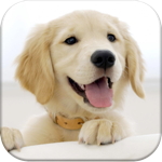 Download Dog Pairs app