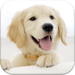 Dog Pairs app icon