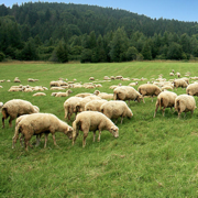 Sheep herding management