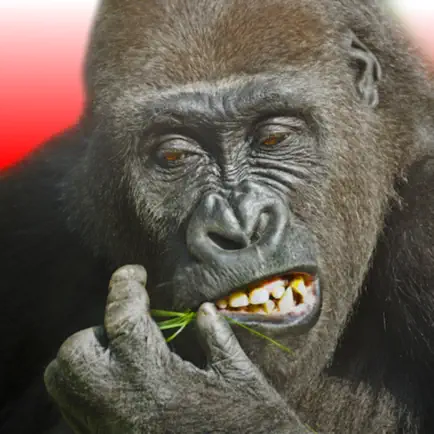 Flying Gorilla Читы