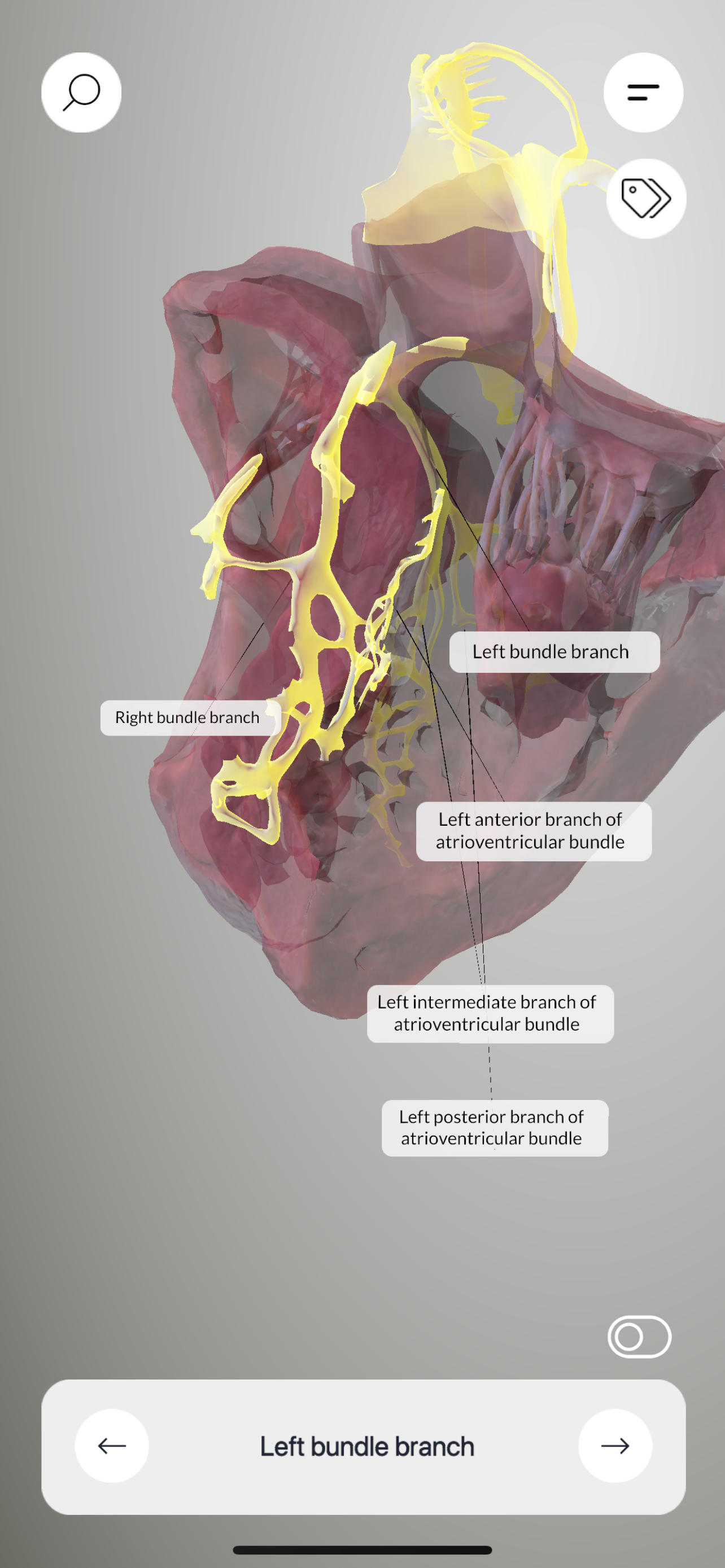 3D Heart Anatomy