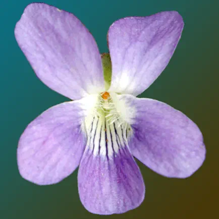New Jersey Wildflowers Cheats