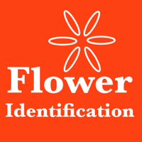 Flower Identification and Garden