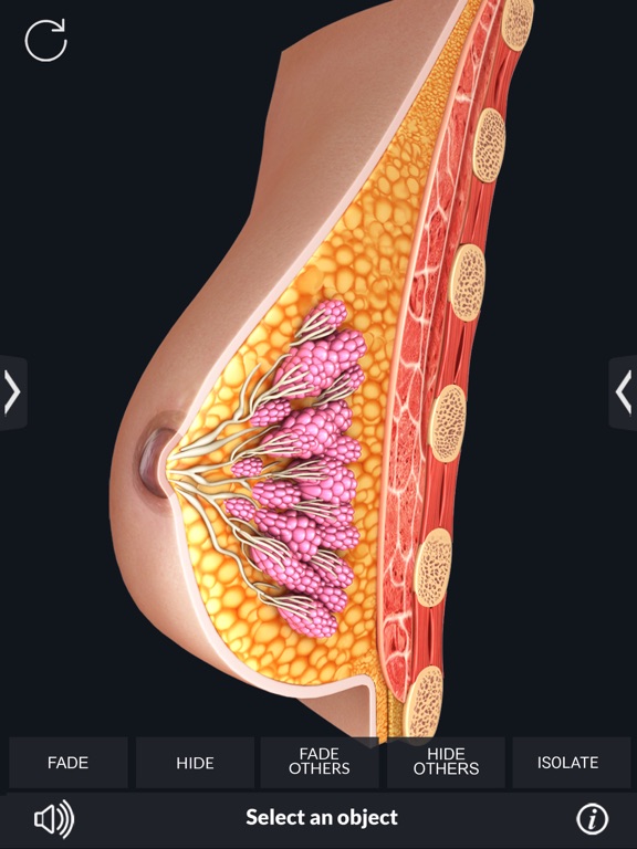Organs Anatomy iPad screenshot 7 - Medical app