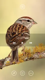 bird sounds, listen & relax iphone screenshot 1