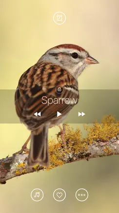 Bird Sounds, Listen & Relax iPhone image 1