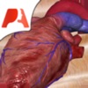 Pocket Heart - インタラクティブ心臓学 - iPhoneアプリ