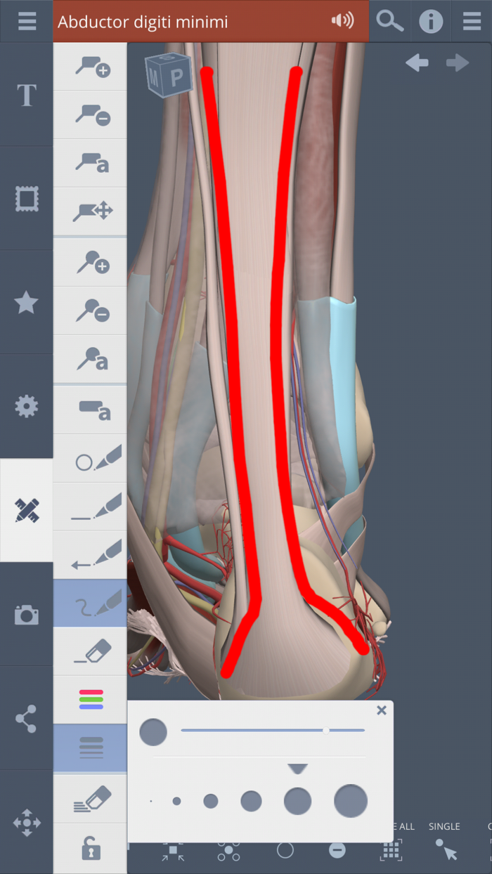 Primals 3D Leg Ankle and Foot