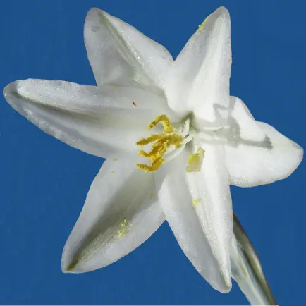 Anza-Borrego Wildflower Guide Читы