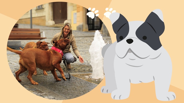 Dog Photo Frame screenshot-3