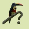 Costa Rica Birds icon